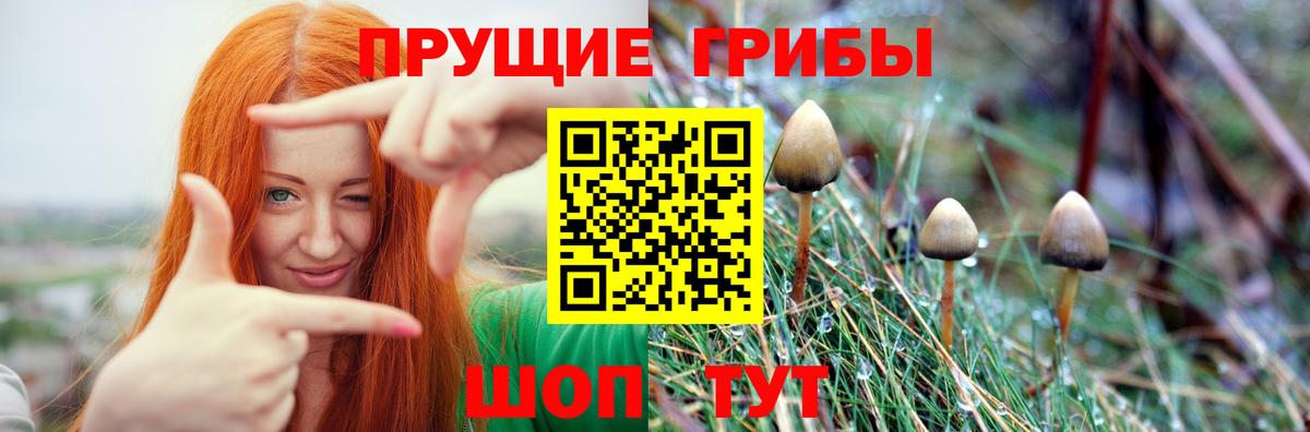 Галлюциногенные грибы Psilocybe Лянтор